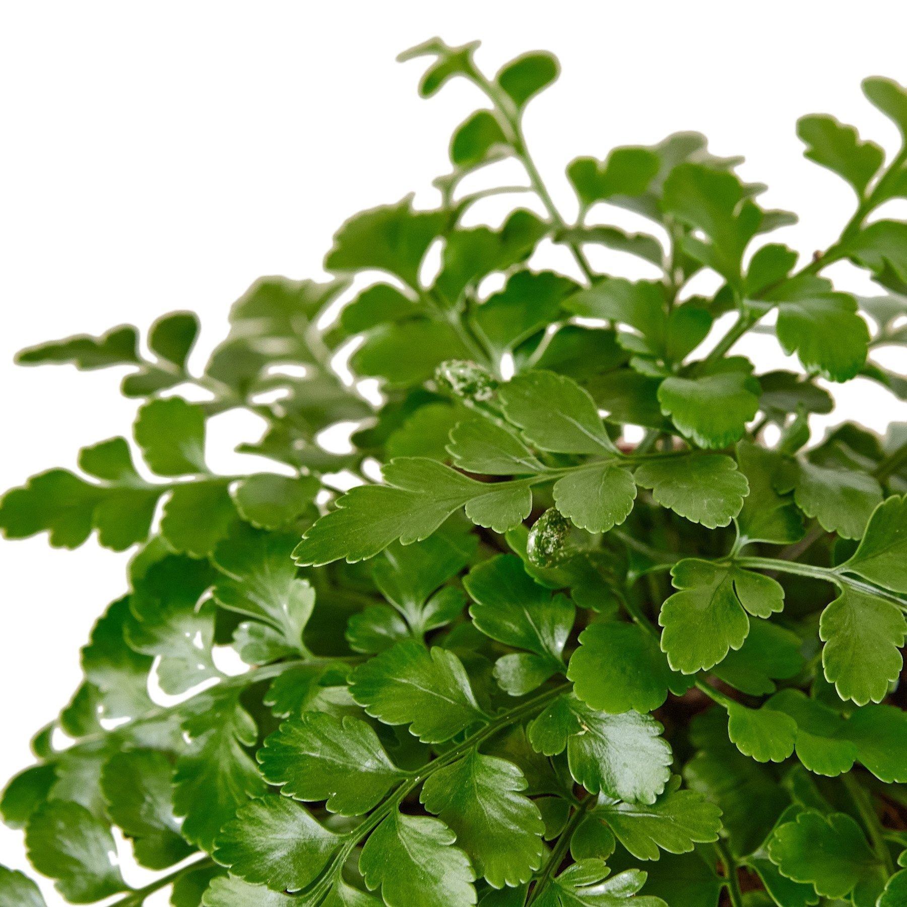 Austral Gem Fern - Cheeky Garden