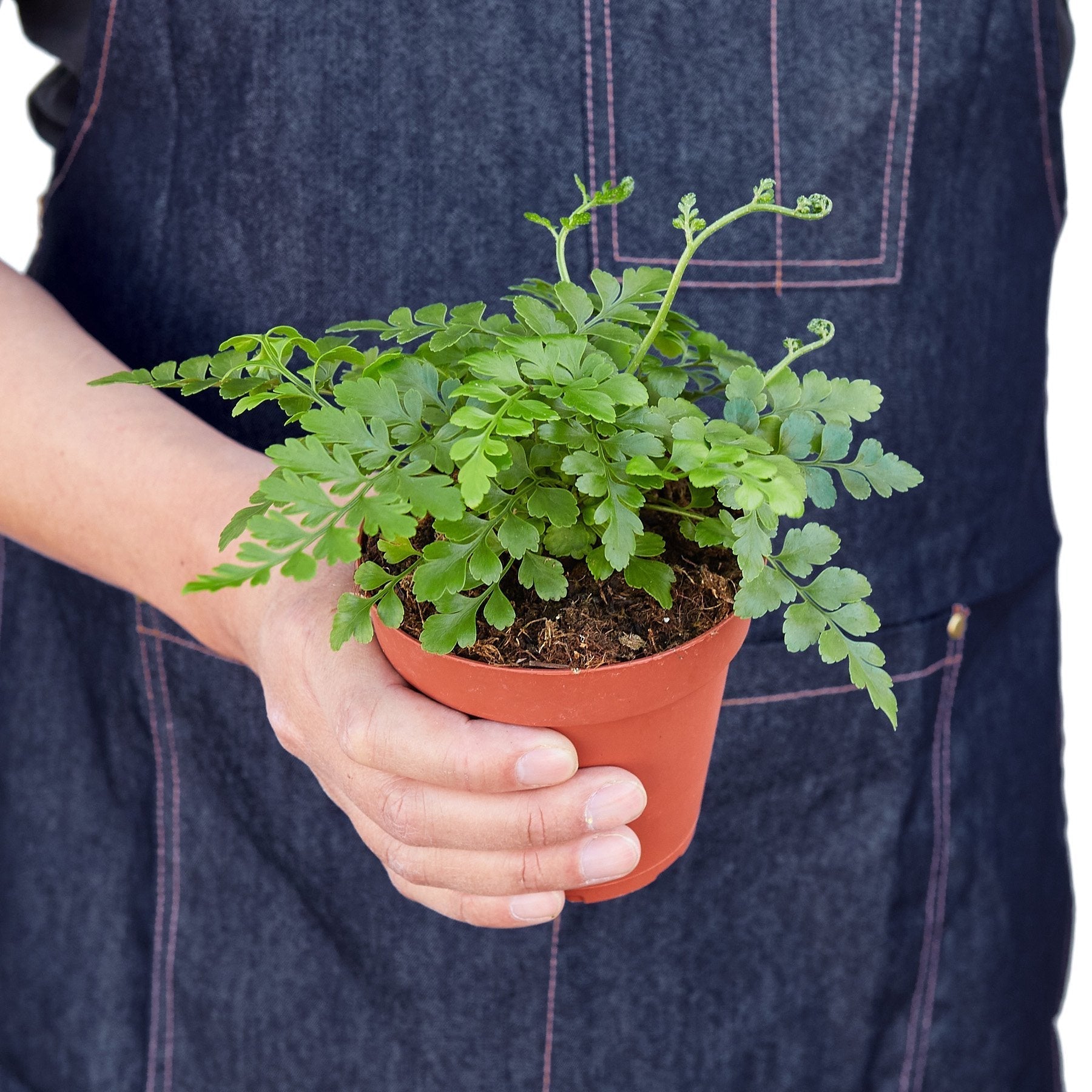 Austral Gem Fern - Cheeky Garden