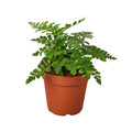 Austral Gem Fern - Cheeky Garden