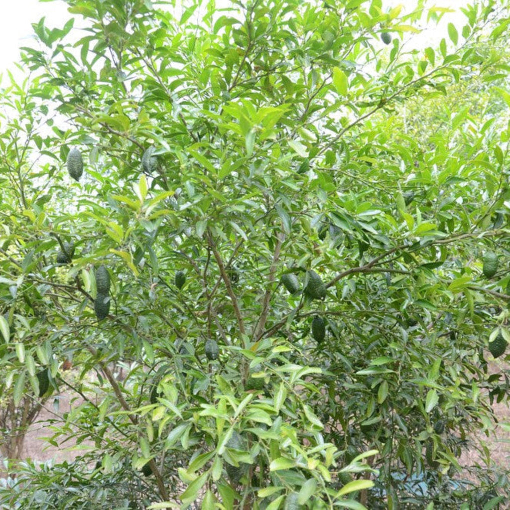 Australian Finger Lime Tree - Cheeky Garden