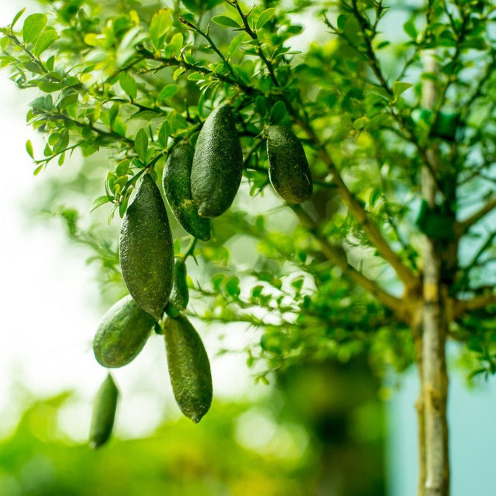 Australian Finger Lime Tree - Cheeky Garden
