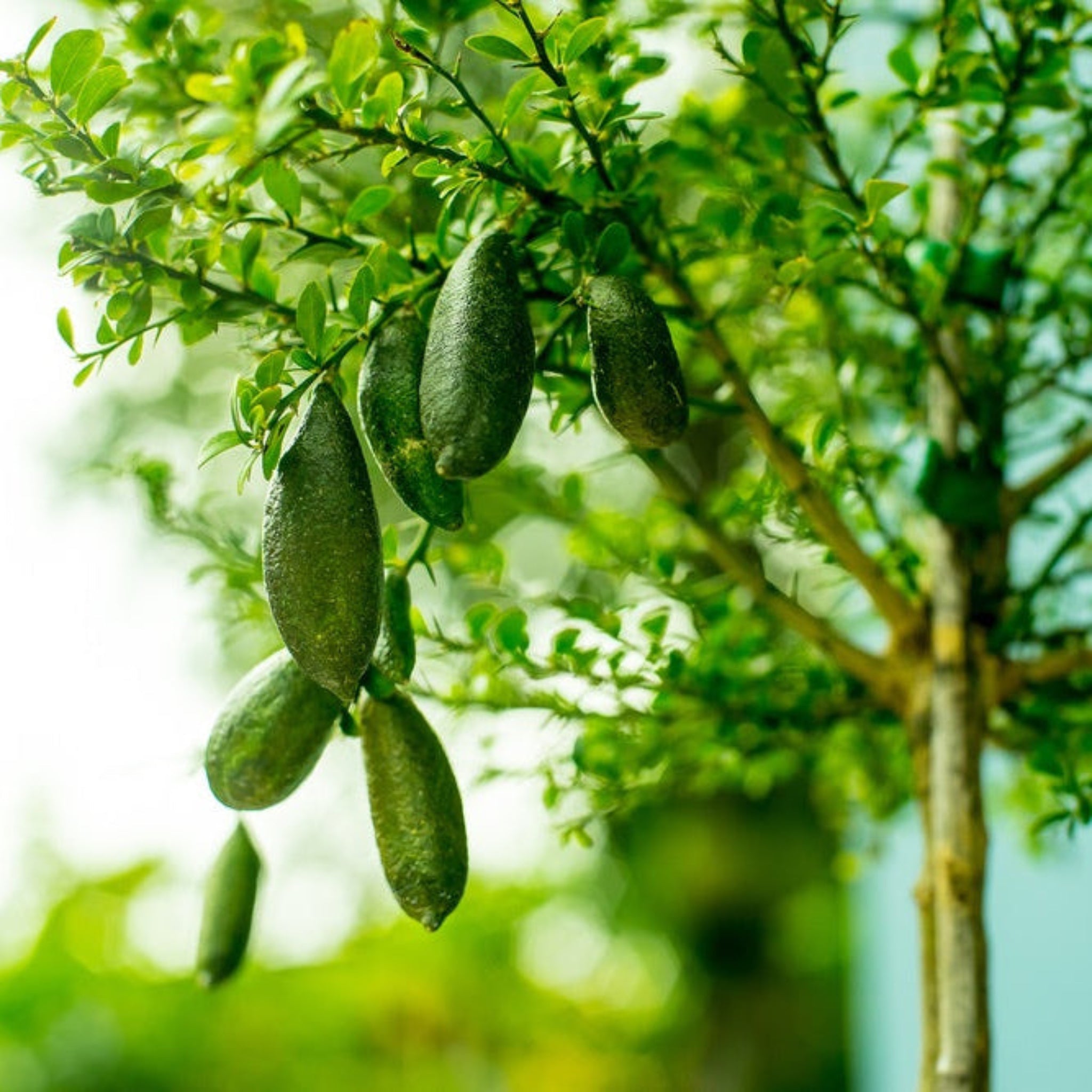 Australian Finger Lime Tree - Cheeky Garden