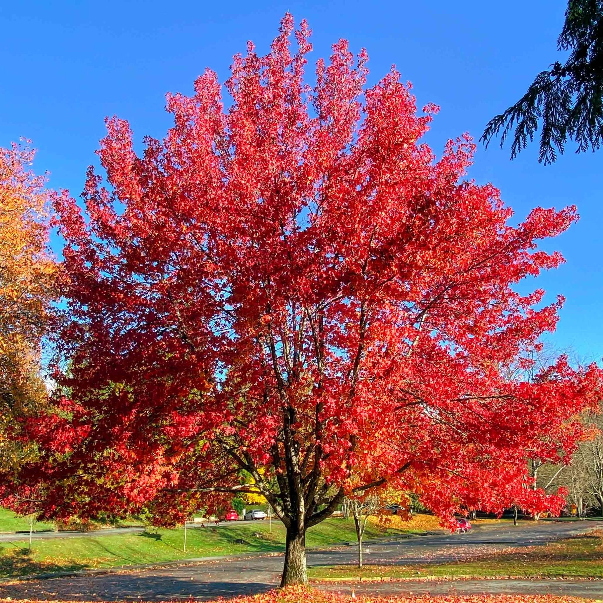 Autumn Blaze® Red Maple Tree - Cheeky Garden