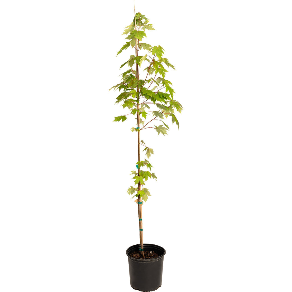 Autumn Blaze® Red Maple Tree - Cheeky Garden
