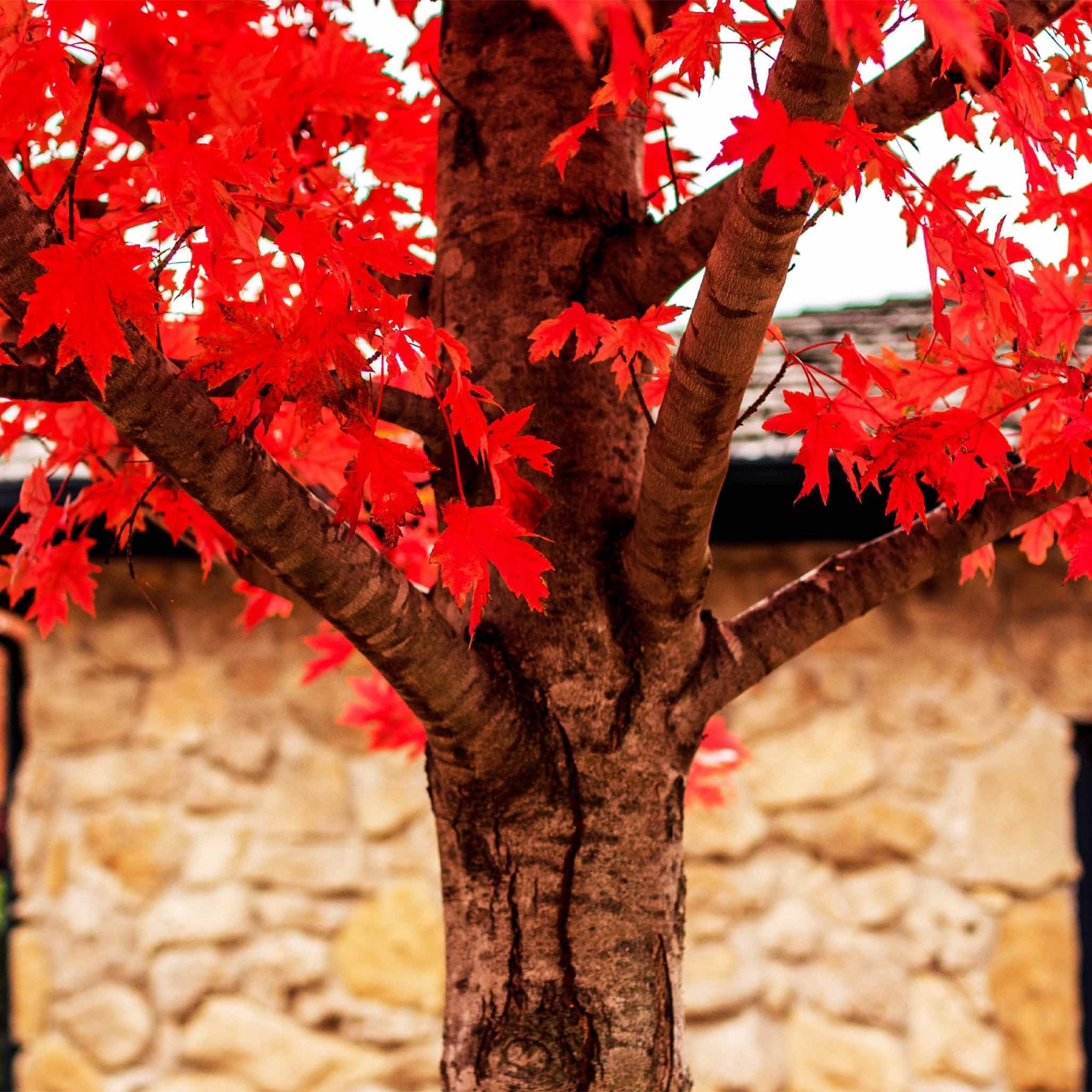 Autumn Blaze® Red Maple Tree - Cheeky Garden