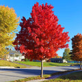 Autumn Blaze® Red Maple Tree - Cheeky Garden
