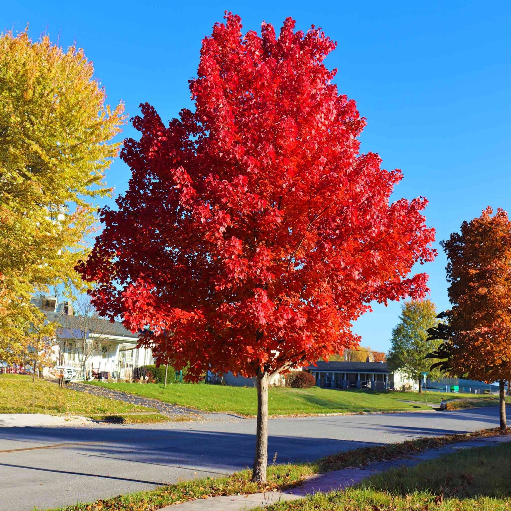 Autumn Blaze® Red Maple Tree - Cheeky Garden
