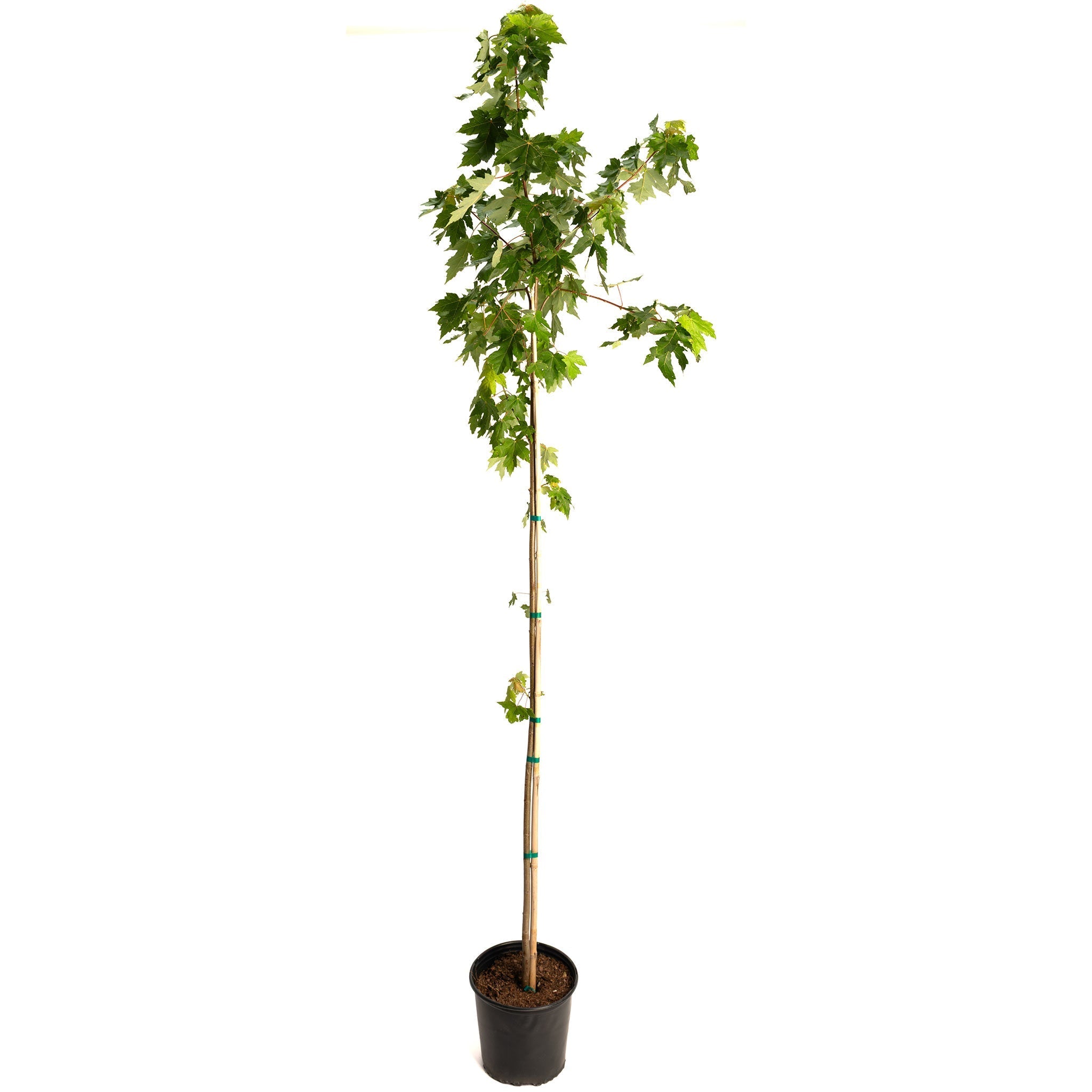 Autumn Blaze® Red Maple Tree - Cheeky Garden
