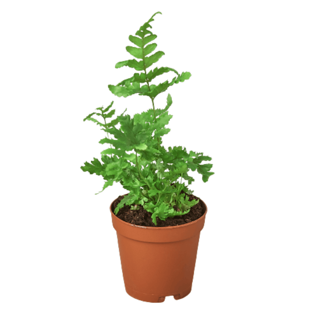 'Autumn' Fern - Cheeky Garden