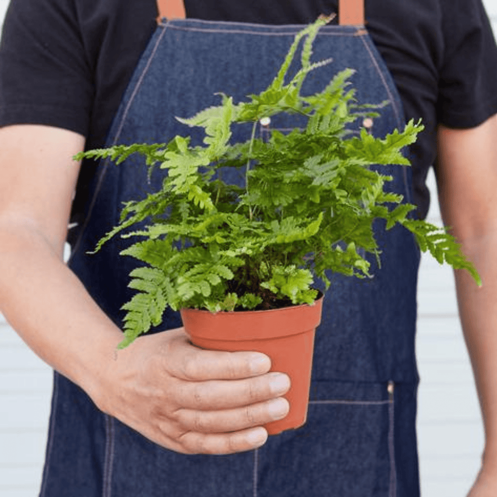'Autumn' Fern - 4" Pot - NURSERY POT ONLY - Cheeky Garden