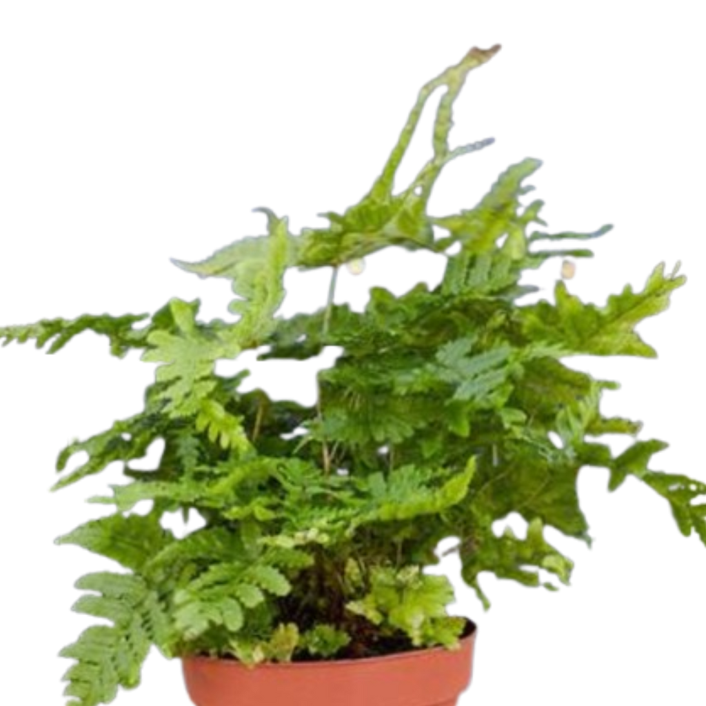 'Autumn' Fern - 4" Pot - NURSERY POT ONLY - Cheeky Garden