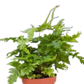 'Autumn' Fern - 4" Pot - NURSERY POT ONLY - Cheeky Garden