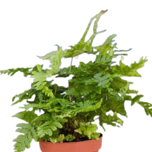 'Autumn' Fern - 4" Pot - NURSERY POT ONLY - Cheeky Garden