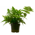 'Autumn' Fern - 6" Pot - NURSERY POT ONLY - Cheeky Garden
