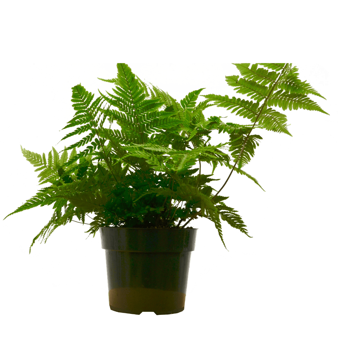 'Autumn' Fern - 6" Pot - NURSERY POT ONLY - Cheeky Garden