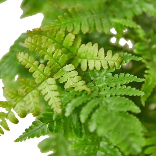 'Autumn' Fern - Cheeky Garden