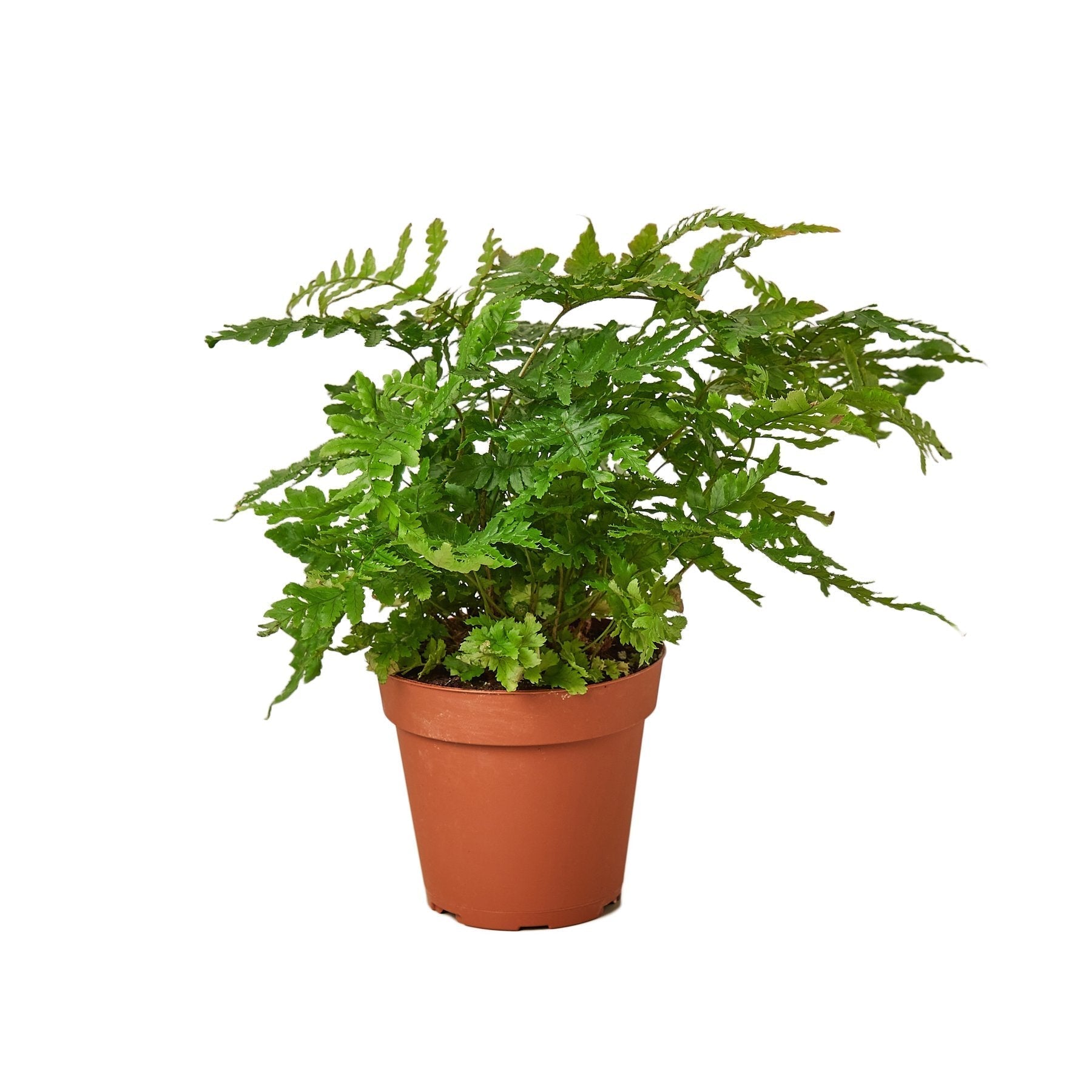 'Autumn' Fern - Cheeky Garden