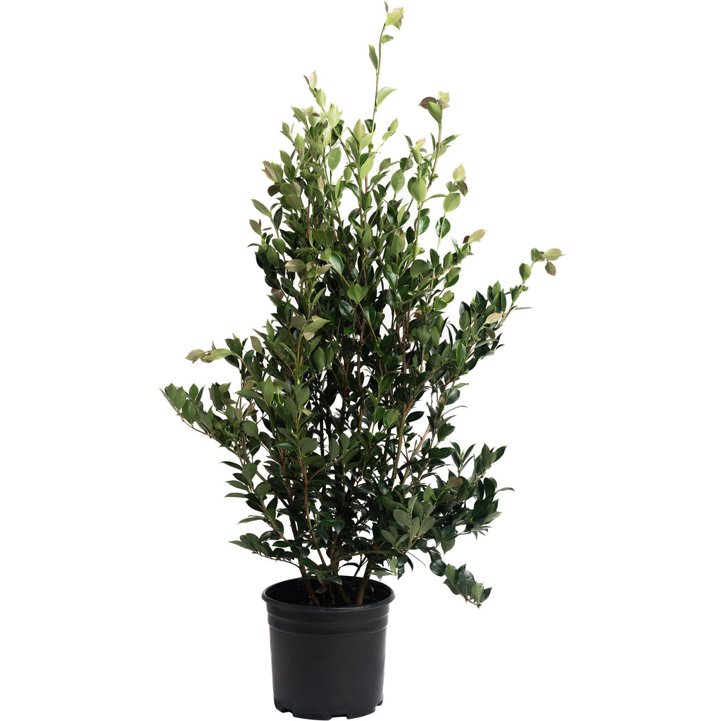 Autumn Rocket Camellia - Cheeky Garden