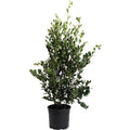 Autumn Rocket Camellia - Cheeky Garden