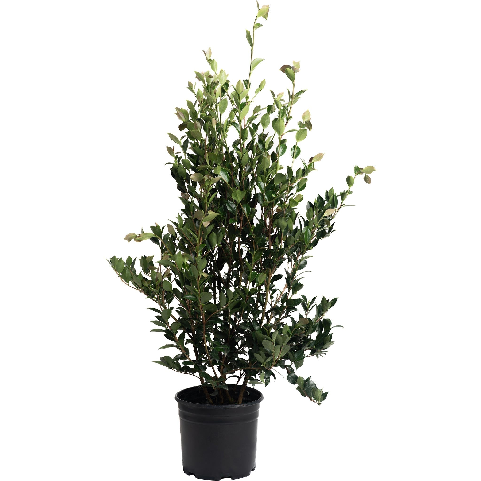 Autumn Rocket Camellia - Cheeky Garden