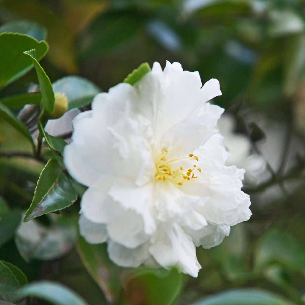 Autumn Rocket Camellia - Cheeky Garden