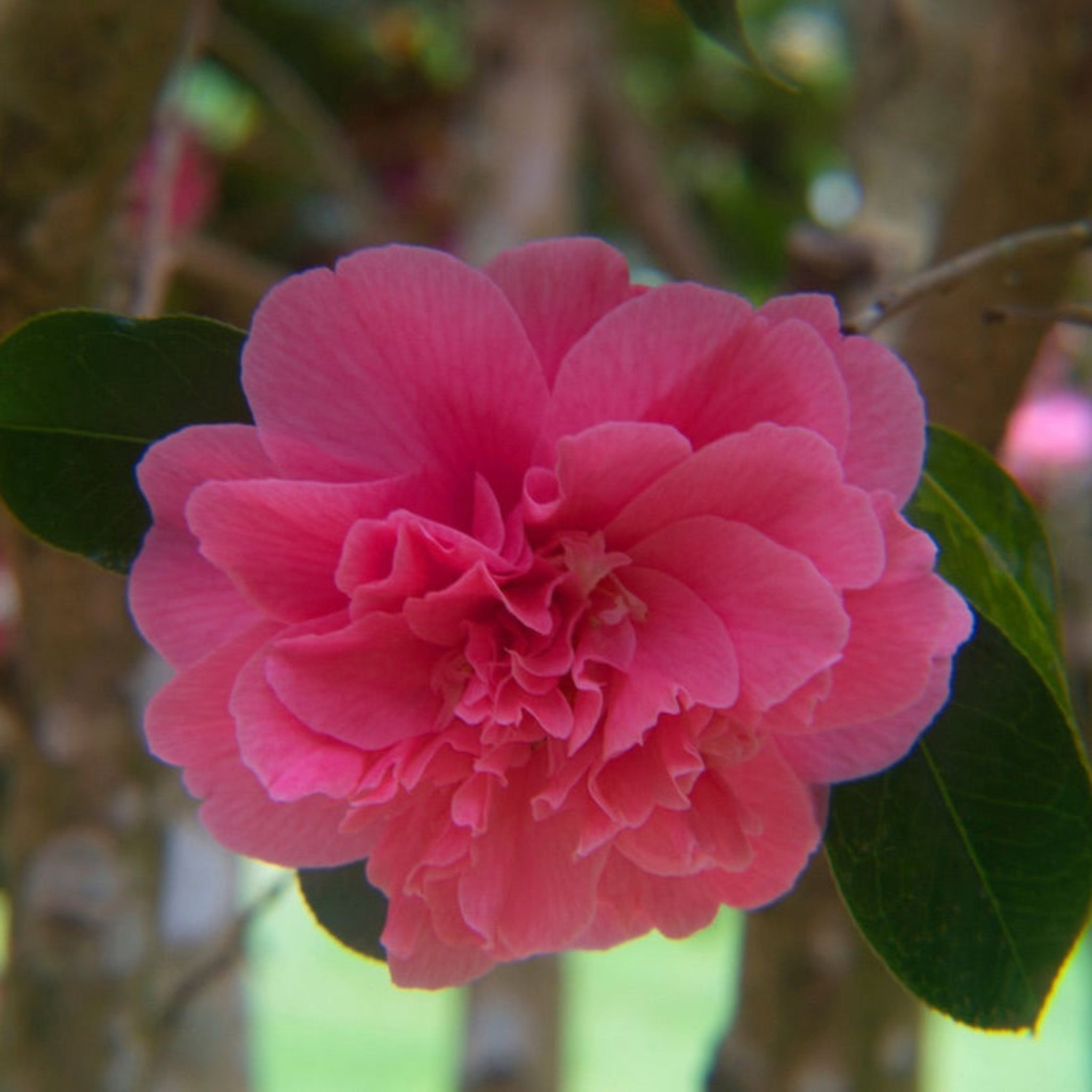 Autumn Spirit Camellia - Cheeky Garden