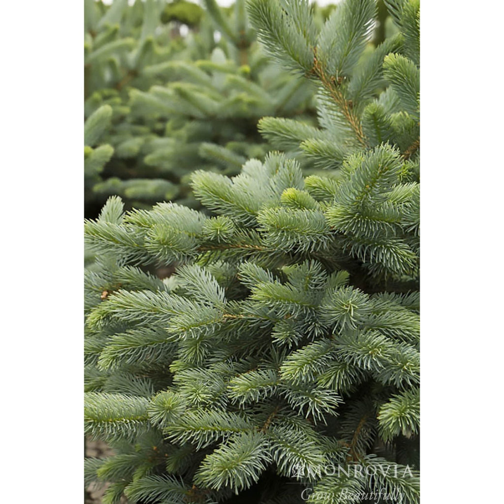Baby Blue Eyes Spruce - Cheeky Garden