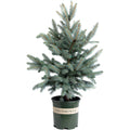 Baby Blue Eyes Spruce - Cheeky Garden