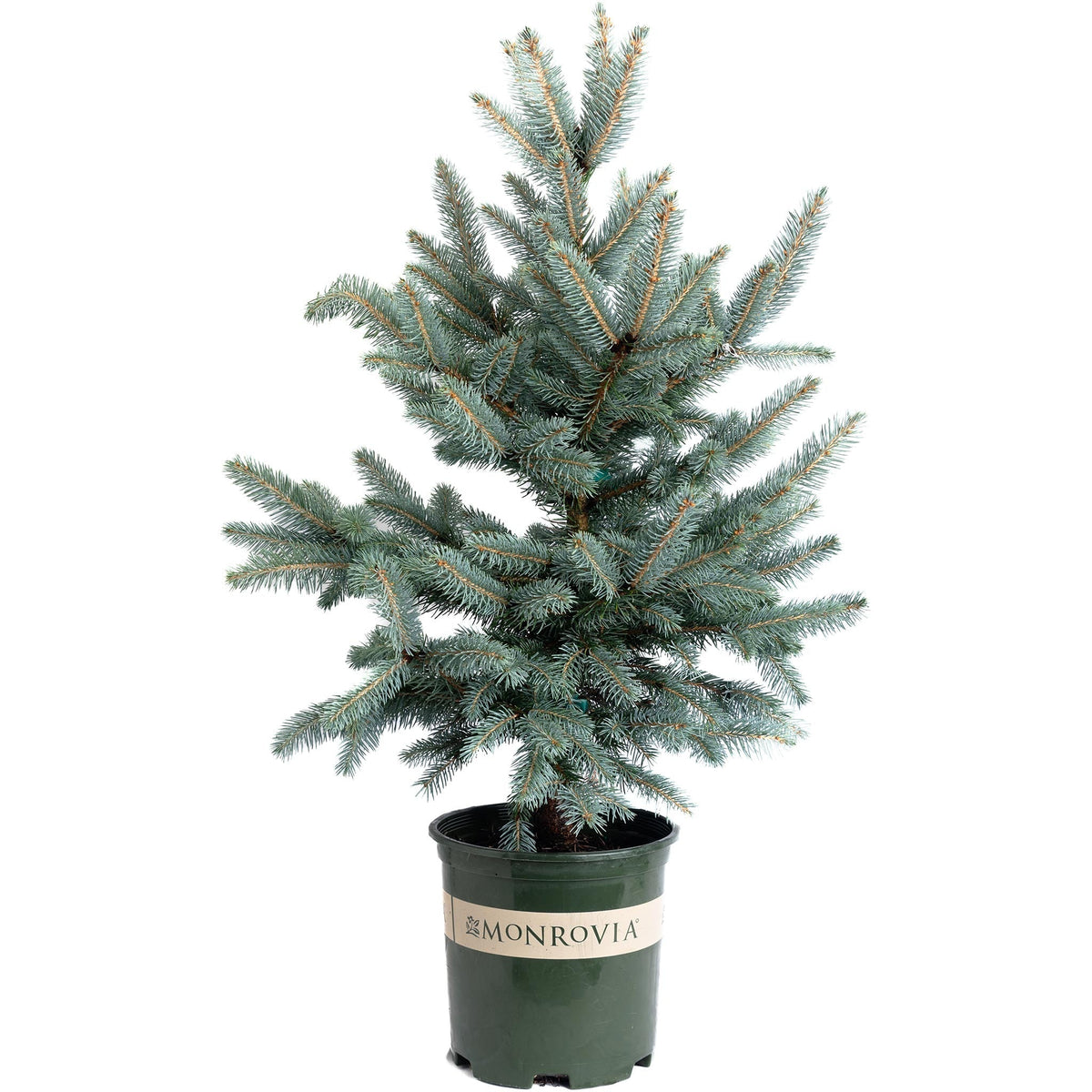 Baby Blue Eyes Spruce - Cheeky Garden