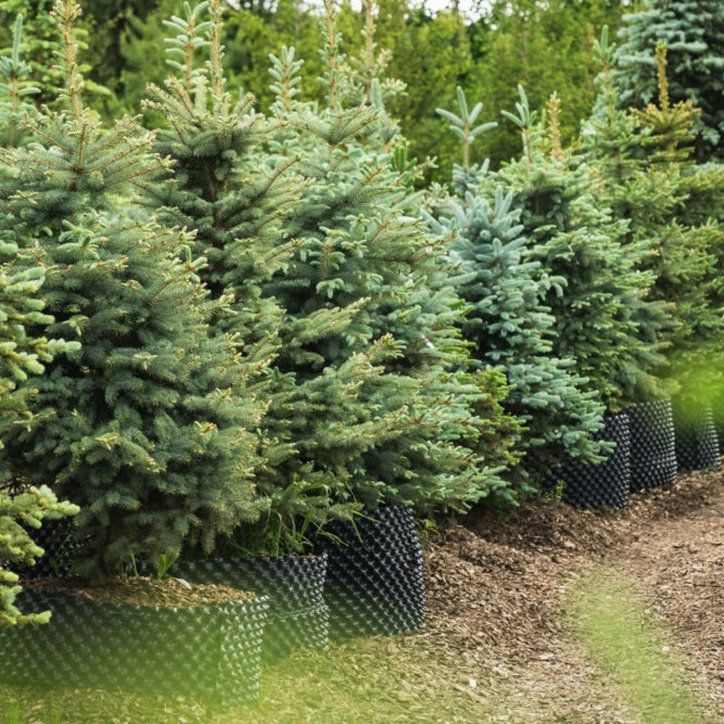 Baby Blue Eyes Spruce - Cheeky Garden