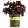 Balboa Sunset® Heuchera - Cheeky Garden