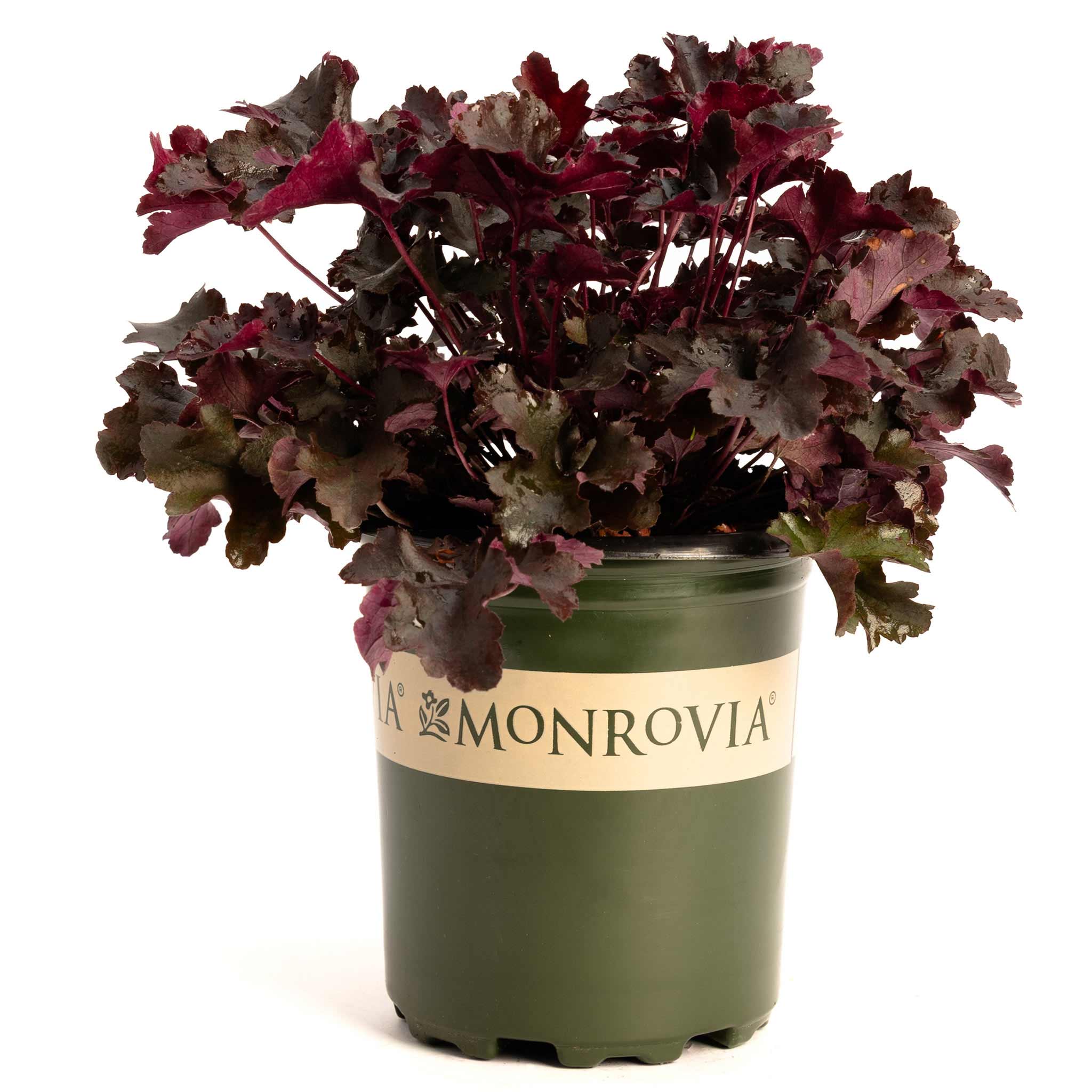 Balboa Sunset® Heuchera - Cheeky Garden