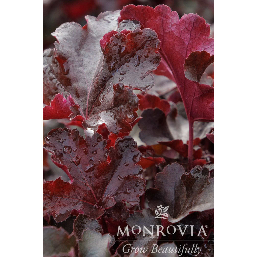 Balboa Sunset® Heuchera - Cheeky Garden