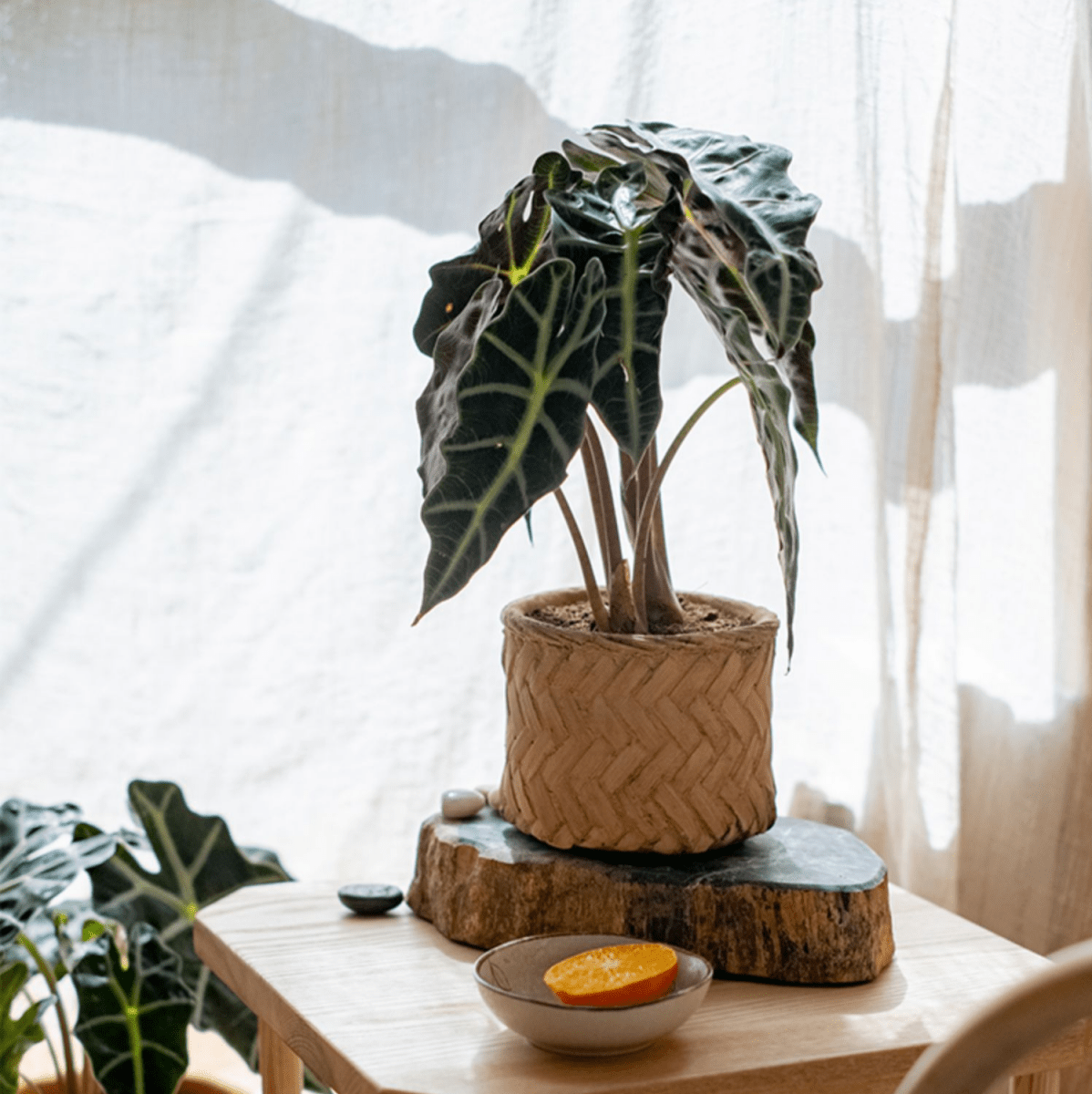Bamboo Looking Cement Planter - Cheeky Garden