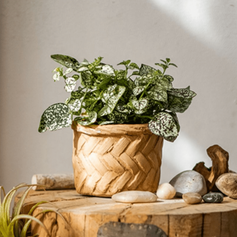 Bamboo Looking Cement Planter - Cheeky Garden