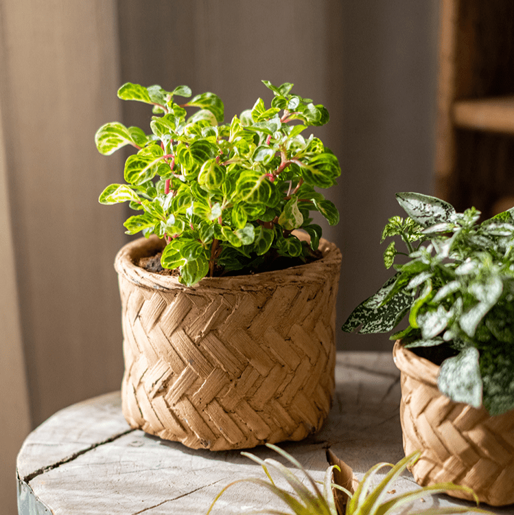Bamboo Looking Cement Planter - Cheeky Garden