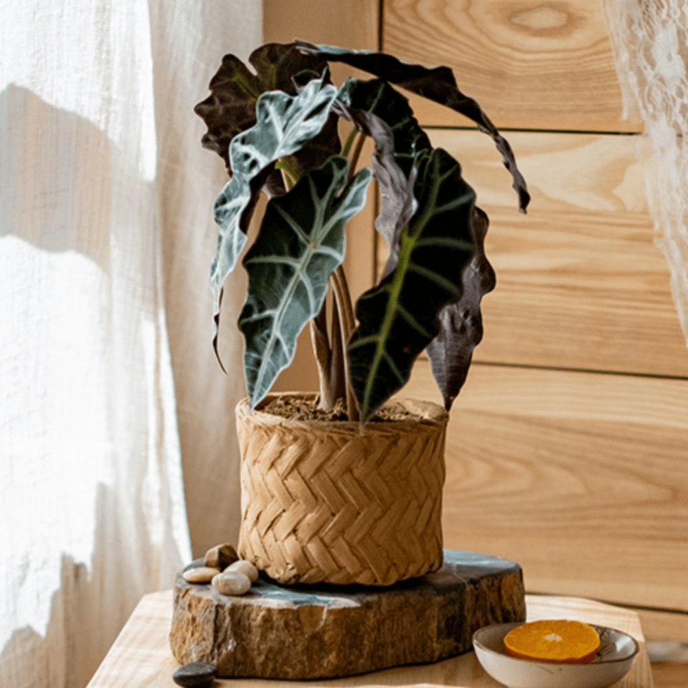 Bamboo Looking Cement Planter - Cheeky Garden