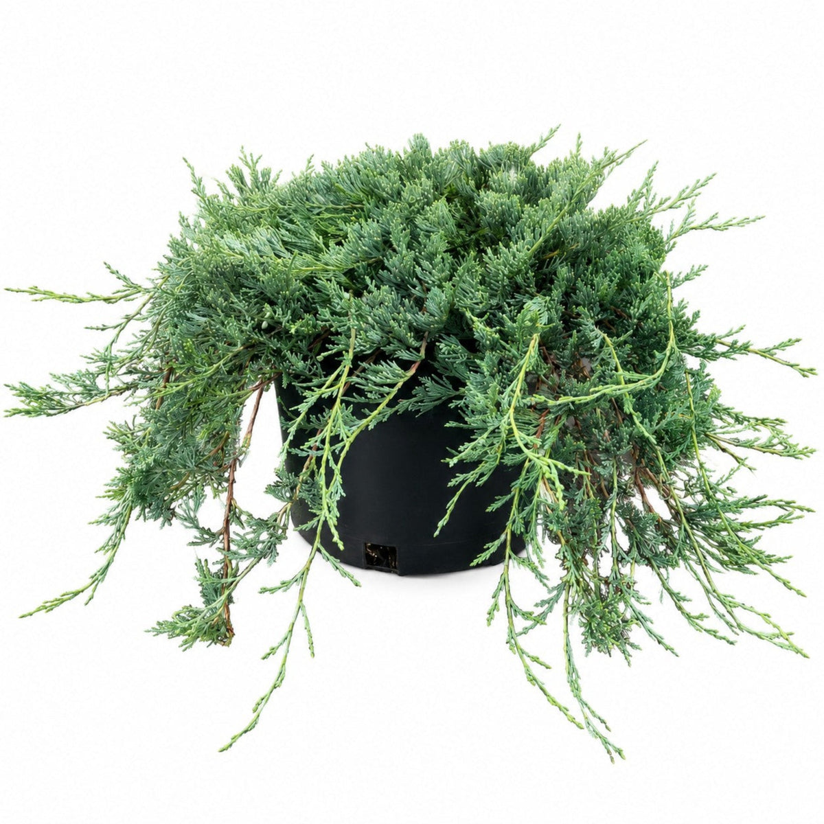 Bar Harbor Juniper - Cheeky Garden