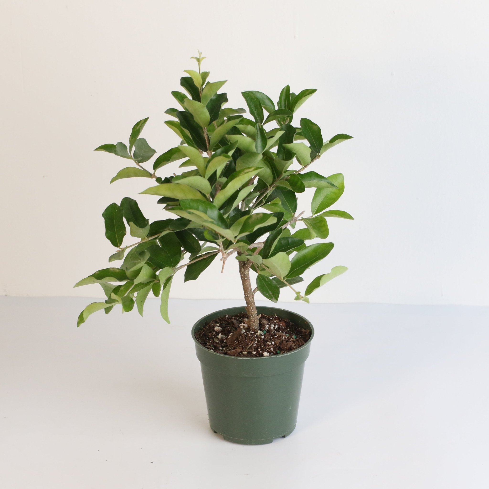 Barbados Cherry Tree (Malpighia emarginata) - Cheeky Garden
