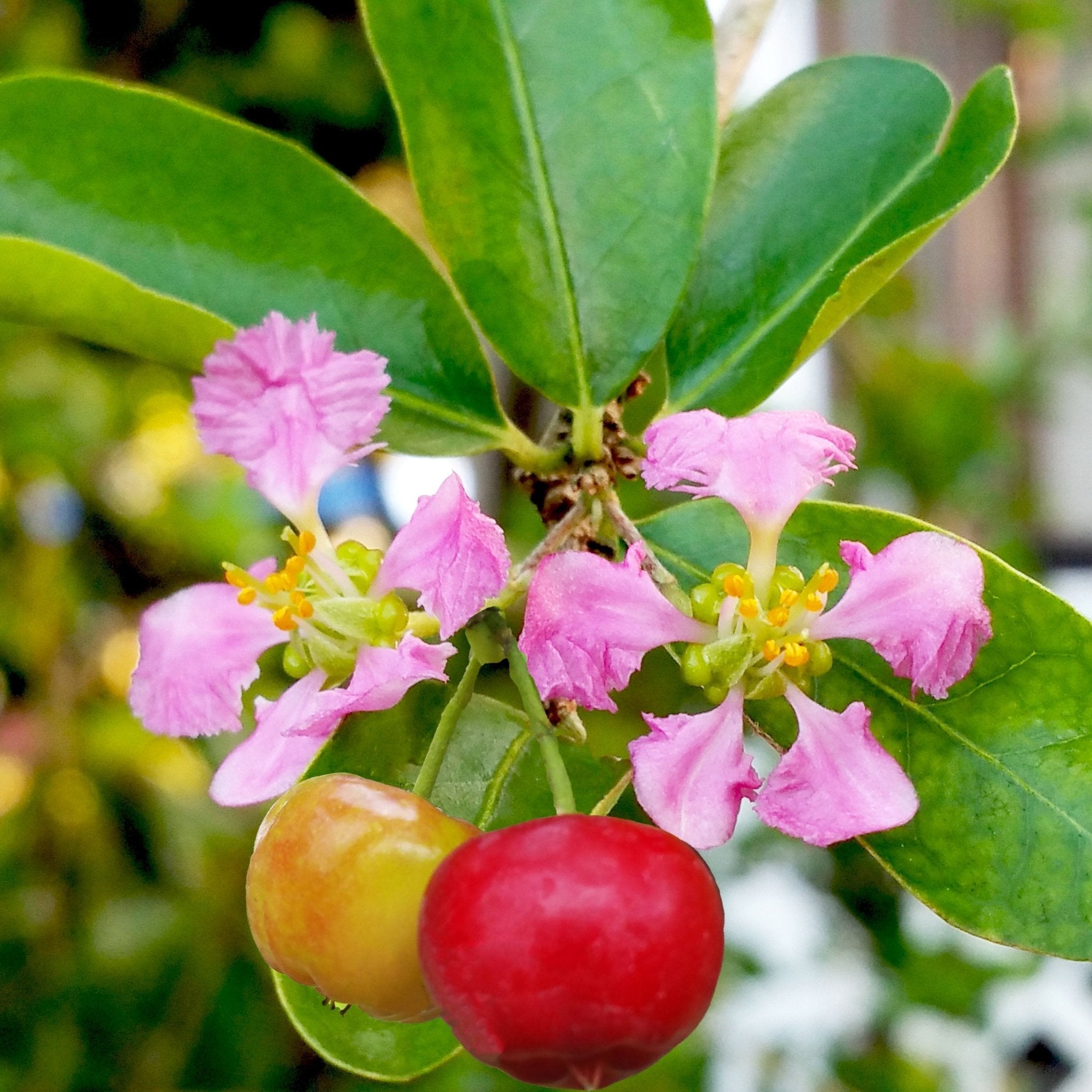 Barbados Cherry Tree (Malpighia emarginata) - Cheeky Garden