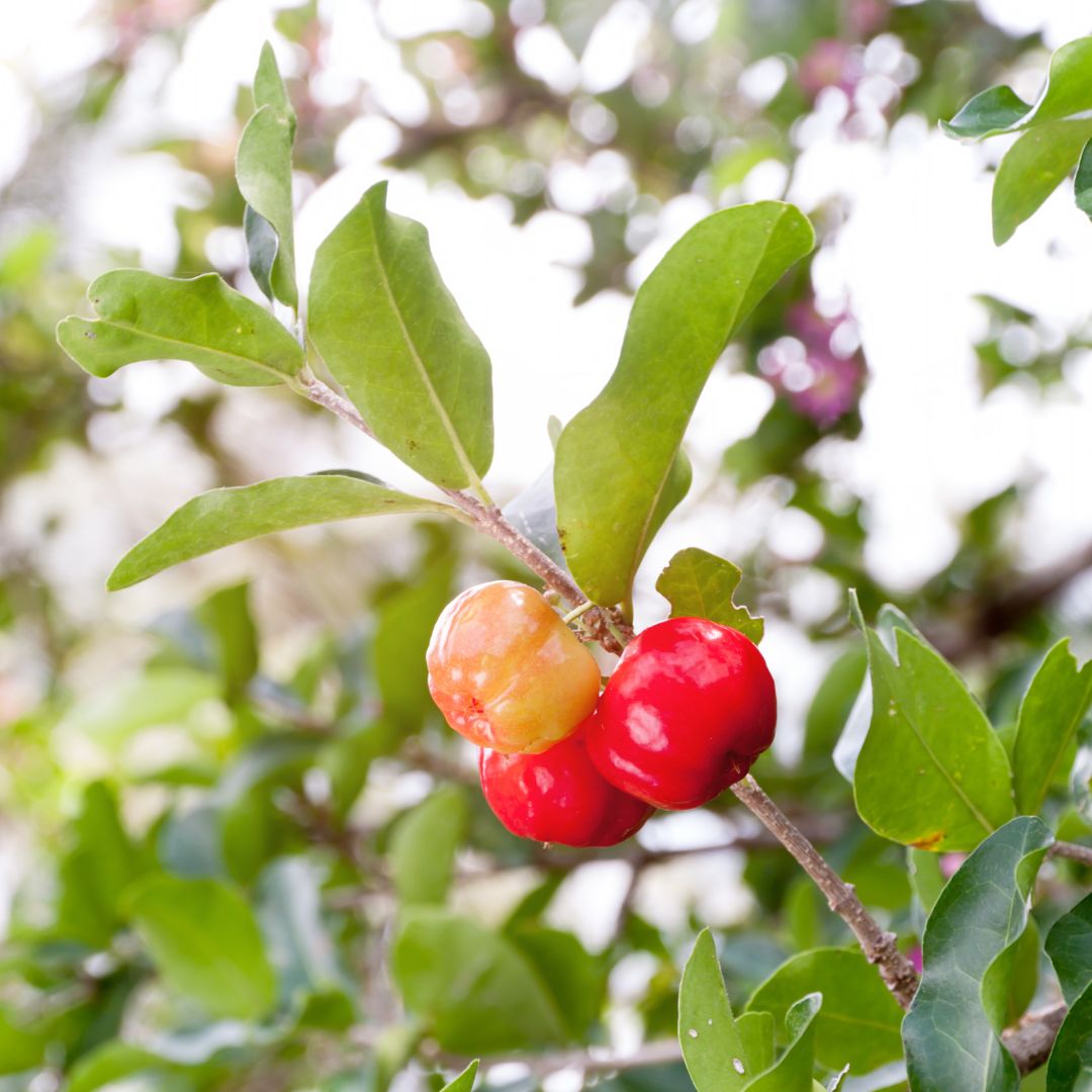 Barbados Cherry Tree (Malpighia emarginata) - Cheeky Garden