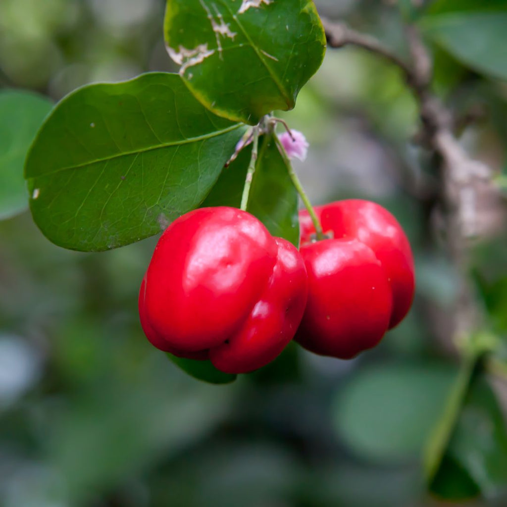 Barbados Cherry Tree (Malpighia emarginata) - Cheeky Garden