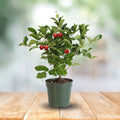 Barbados Cherry Tree (Malpighia emarginata) - Cheeky Garden
