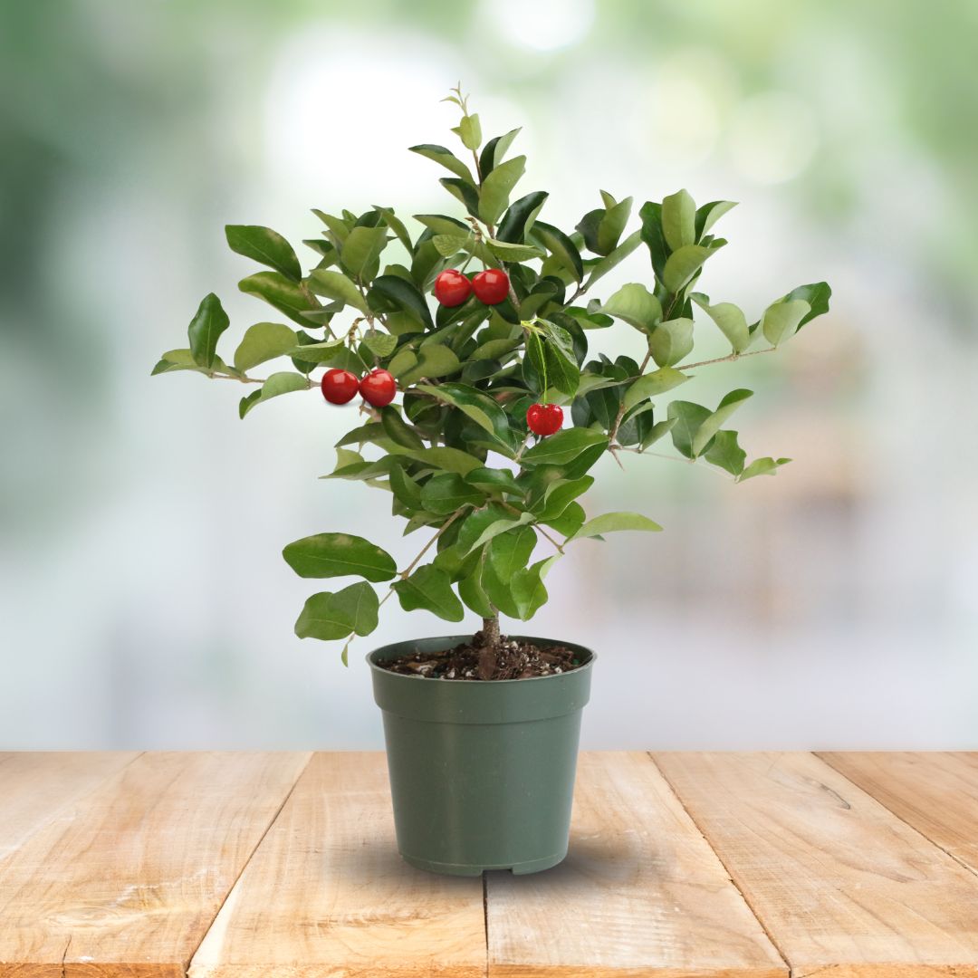 Barbados Cherry Tree (Malpighia emarginata) - Cheeky Garden