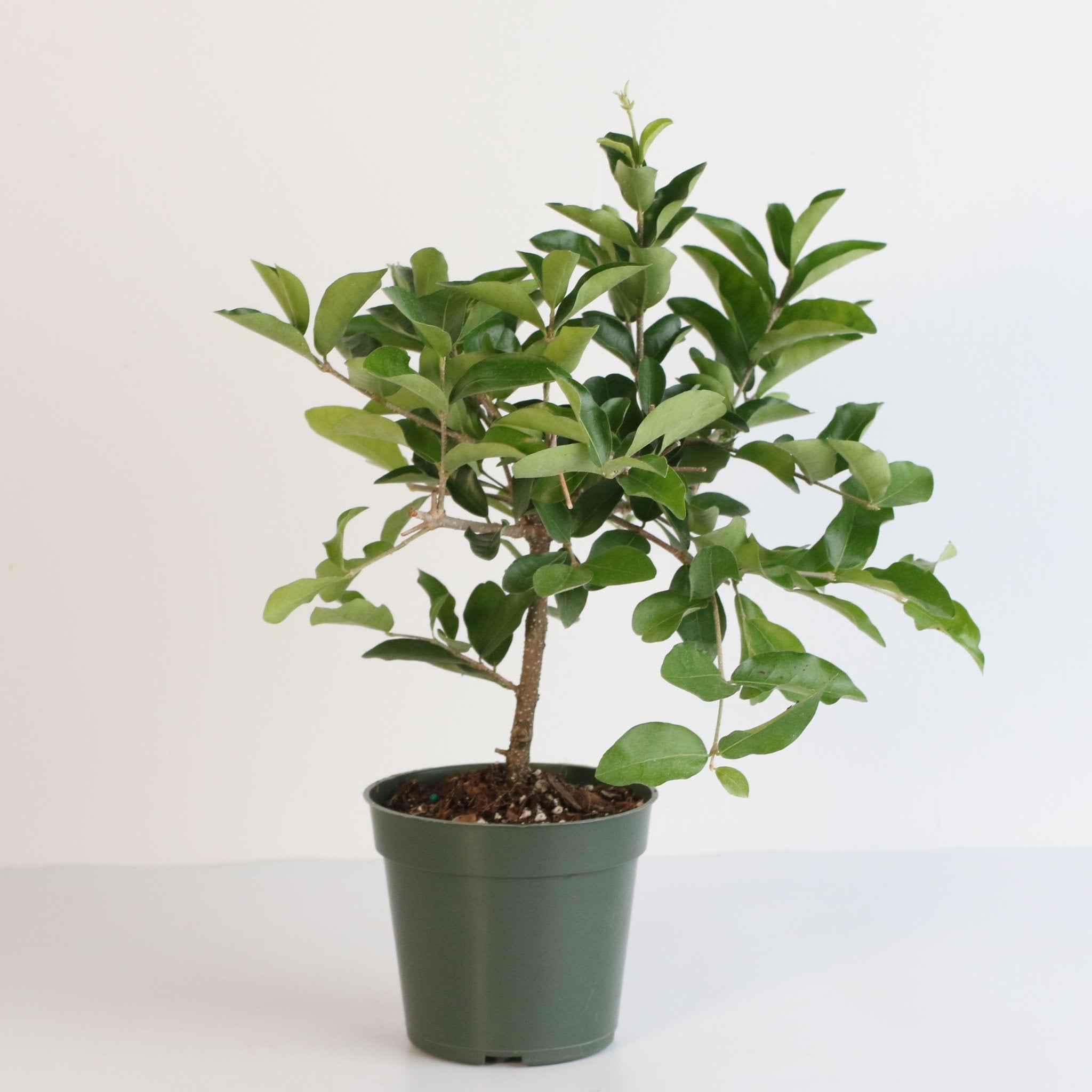 Barbados Cherry Tree (Malpighia emarginata) - Cheeky Garden
