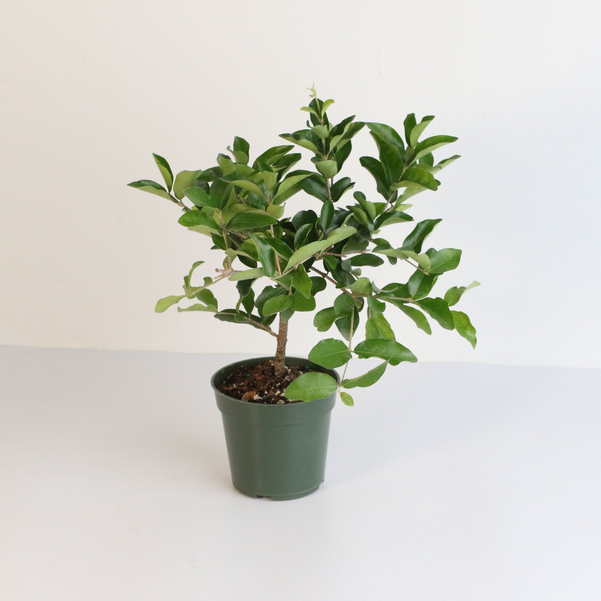 Barbados Cherry Tree (Malpighia emarginata) - Cheeky Garden