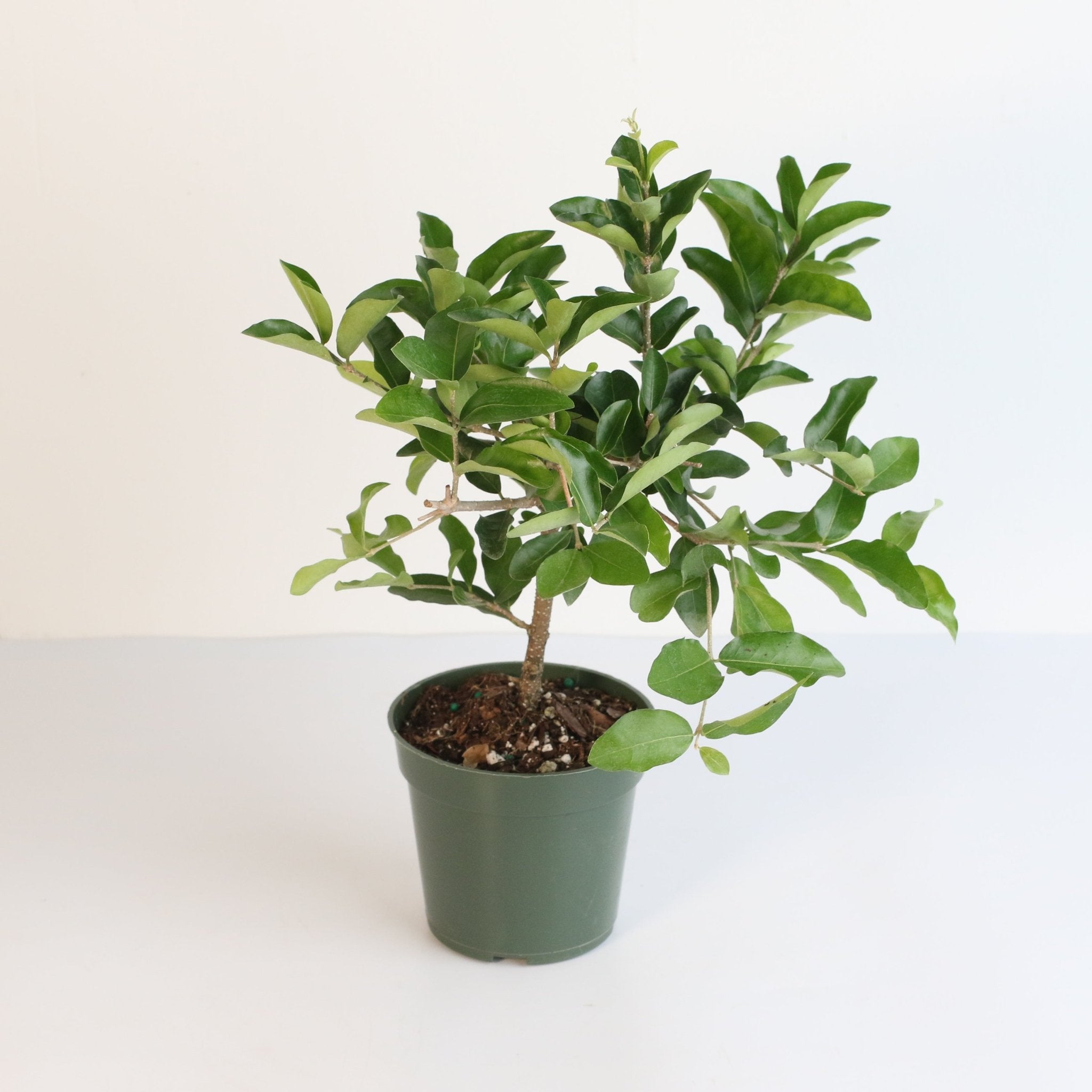 Barbados Cherry Tree (Malpighia emarginata) - Cheeky Garden