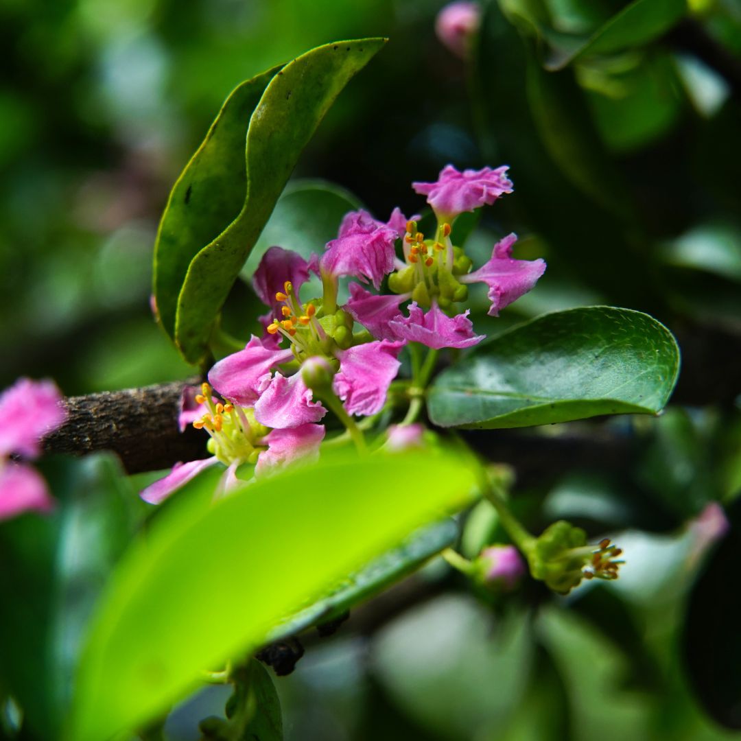 Barbados Cherry Tree (Malpighia emarginata) - Cheeky Garden