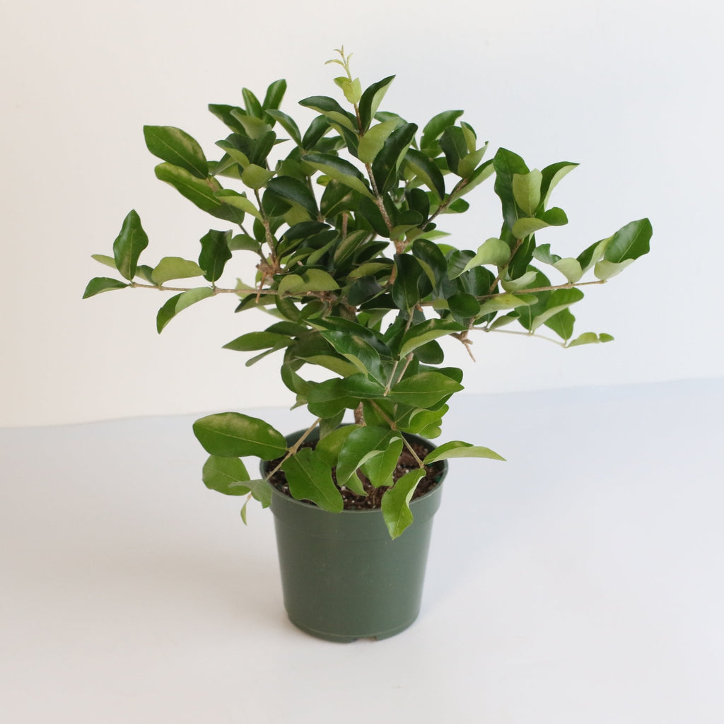 Barbados Cherry Tree (Malpighia emarginata) - Cheeky Garden