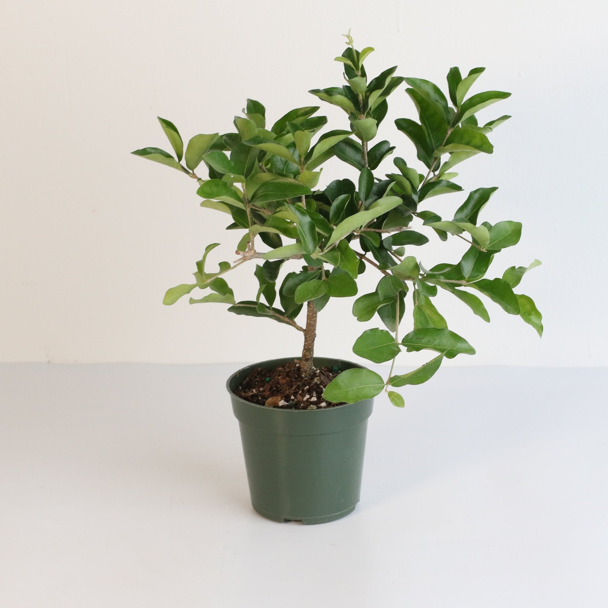Barbados Cherry Tree (Malpighia emarginata) - Cheeky Garden